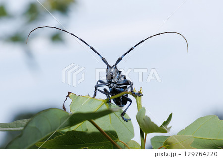 葉に止まるゴマダラカミキリ 葉に止まるゴマダラカミキリ 129764220