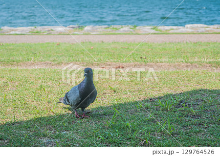 琵琶湖畔のハト（ドバト） 129764526