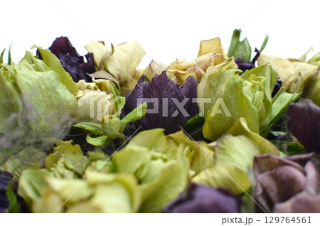 クリスマスローズのドライフラワー　 　 129764561