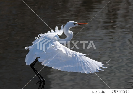 シラサギ飛ぶ シラサギ飛ぶ 129764590