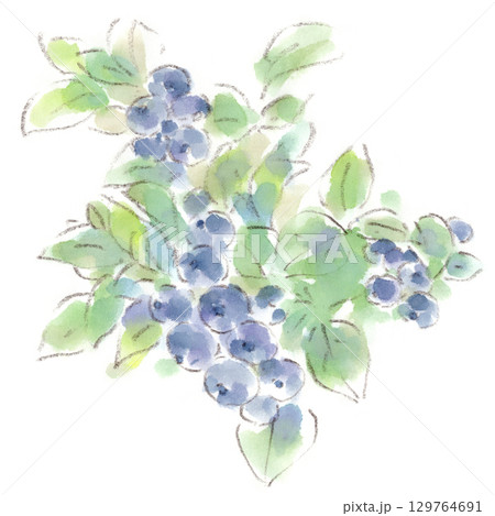 夏の植物、青く実るブルーベリーの水彩画イラスト 129764691