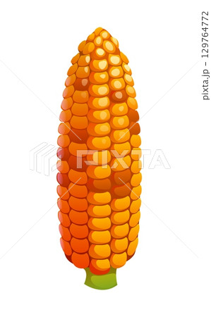 Cartoon corn cob Happy Thanksgiving holiday harvest and autumn food. Isolated vector ripe sweet yellow maize corncob vegetable with plump seeds. Farm plant, filled with rows of sweet and juicy kernels 129764772