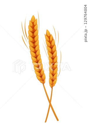 Cereal wheat ear and spikes, happy Thanksgiving holiday harvest symbol. Cartoon vector stalks of barley, rye, rice or millet. Two golden stalks for bread or bakery agricultural and farm production 129764804