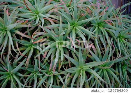 アロエ アロエ 129764809