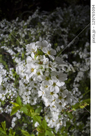 ユキヤナギの白い花が咲いています。 学名はSpiraea thunbergiiです。 ユキヤナギの白い花が咲いています。 学名はSpiraea thunbergiiです。 129765094