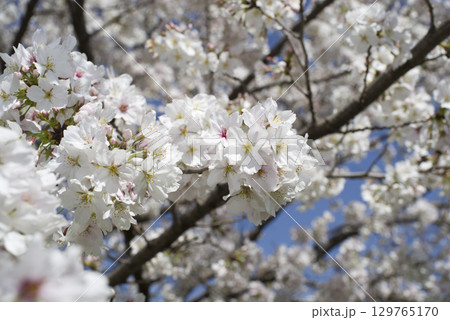 青空の下にソメイヨシノの桜の花が咲いています。 青空の下にソメイヨシノの桜の花が咲いています。 129765170