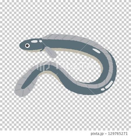鰻魚 129765271