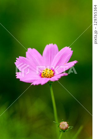 秋桜 129765364