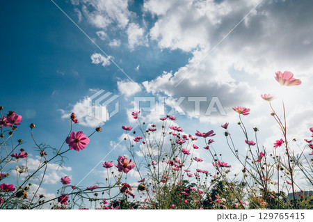 青空と下から撮影したコスモス 129765415