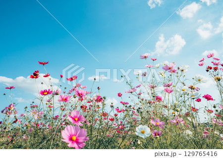 青空と下から撮影したコスモス 129765416