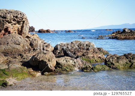 爪木崎のアザラシ 129765527