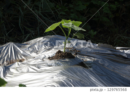 秋キュウリの定植　家庭菜園 129765568
