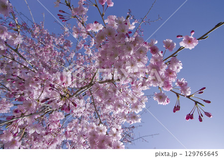 青空の下、桜の花の満開の風景。 青空の下、桜の花の満開の風景。 129765645