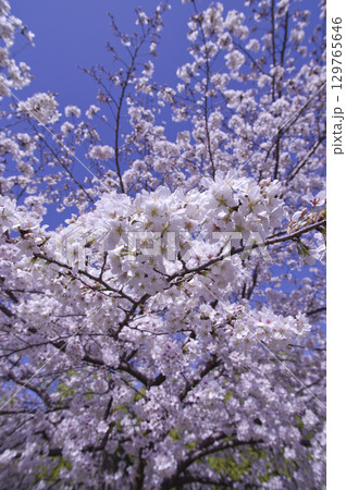 青空の下、桜の花の満開の風景。 129765646