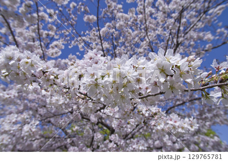 青空の下、ソメイヨシノの桜の花の満開の風景。 青空の下、ソメイヨシノの桜の花の満開の風景。 129765781