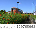 キハダコスモス 129765962