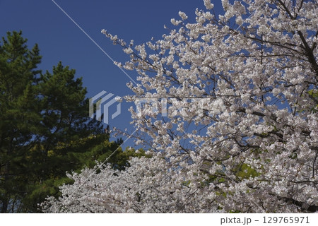 青空の下、ソメイヨシノの桜の花の満開の風景。 青空の下、ソメイヨシノの桜の花の満開の風景。 129765971
