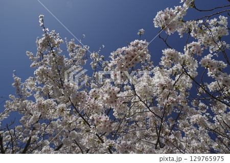 青空の下、ソメイヨシノの桜の花の満開の風景。 129765975