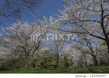 青空の下、ソメイヨシノの桜の花の満開の風景。 129765977