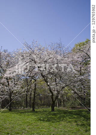 青空の下、ソメイヨシノの桜の花の満開の風景。 129765982