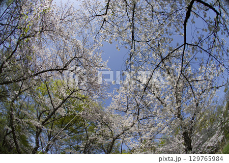 青空の下、ソメイヨシノの桜の花の満開の風景。 青空の下、ソメイヨシノの桜の花の満開の風景。 129765984