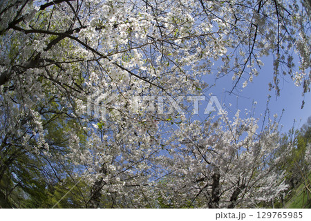 青空の下、ソメイヨシノの桜の花の満開の風景。 青空の下、ソメイヨシノの桜の花の満開の風景。 129765985
