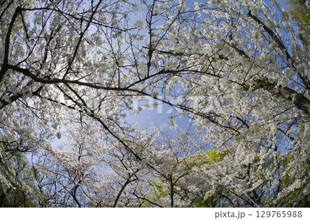 青空の下、ソメイヨシノの桜の花の満開の風景。 129765988
