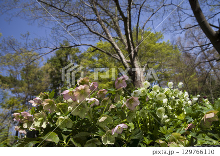 クリスマスローズの花が咲いています。学名はHelleborusです。 129766110