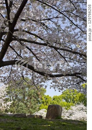 青空の下、ソメイヨシノの桜の花の満開の風景。 129766208