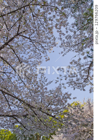 青空の下、ソメイヨシノの桜の花の満開の風景。 青空の下、ソメイヨシノの桜の花の満開の風景。 129766209
