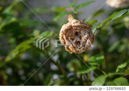 Dry rose flower on rose tree. Dry rose problem including insufficient water, improper soil conditions, pest or disease issues, or even physical damage to the stem or roots. Dry rose flower on rose tree. Dry rose problem including insufficient water, improper soil conditions, pest or disease issues, or even physical damage to the stem or roots. 129766683