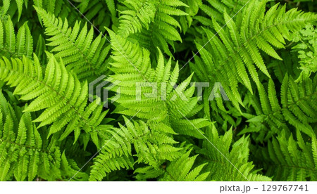 Vibrant green fern fronds with a delicate pattern of fresh foliage, perfect for a nature-inspired background Vibrant green fern fronds with a delicate pattern of fresh foliage, perfect for a nature-inspired background 129767741
