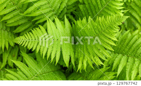 Vibrant green fern fronds with a delicate pattern of fresh foliage, perfect for a nature-inspired background 129767742