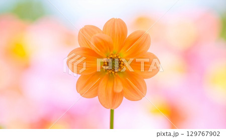 A stunning closeup of beautiful yellow and red chrysanthemum blossoms blooming in a garden 129767902