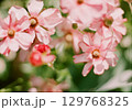 春の陽光を浴びて咲く満開の花のアップ 129768325