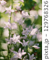 ふんわり藤色の花 129768326