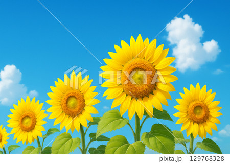 青空と白い雲に映える夏のひまわり背景 青空と白い雲に映える夏のひまわり背景 129768328