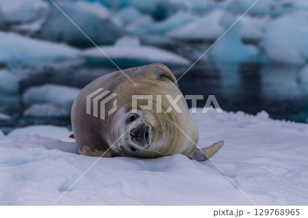 Crabeater Seal resting on a sheet of ice Crabeater Seal resting on a sheet of ice 129768965