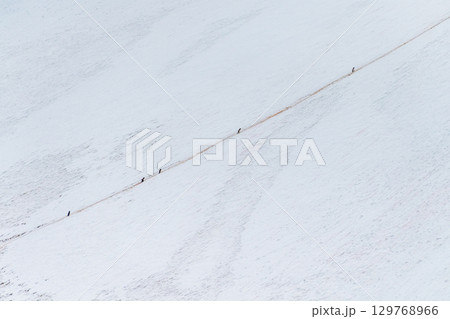 Gentoo Penguins in Antarctica 129768966