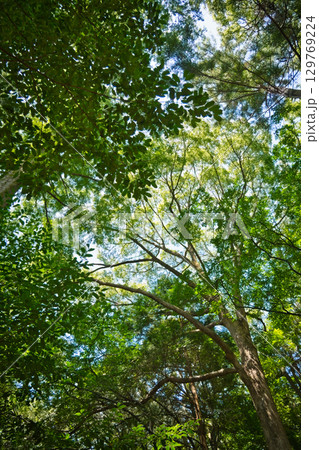 森の中で見上げた緑の木々 森の中で見上げた緑の木々 129769224