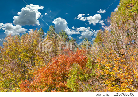 Canopies of yellow forest trees in autumn season. Colorful fall vegetation 129769306