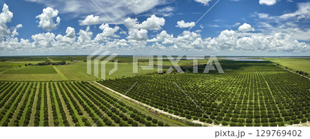 Aerial view of Florida farmlands with rows of orange grove trees growing on a sunny day 129769402