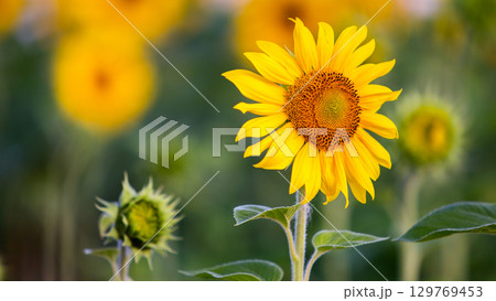 Close up of yellow sunflower in green summer field. Close up of yellow sunflower in green summer field. 129769453