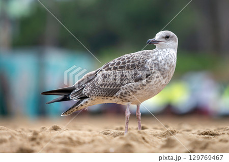 White and gray seagull bird on sand beach shore. 129769467