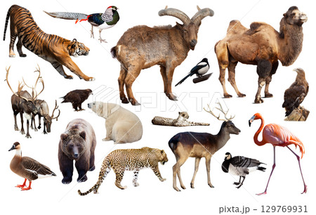 animal collection asia animal collection asia 129769931