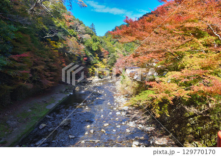 京都　三尾　高雄の美しい紅葉と清滝川　(京都府京都市右京区） 129770170