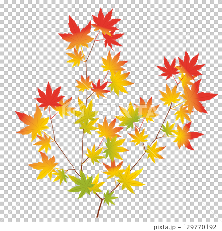 Illustration of maple leaves on a branch Illustration of maple leaves on a branch 129770192