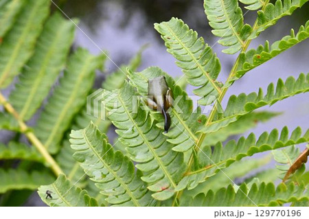 オタマジャクシからカエルに成長中 129770196