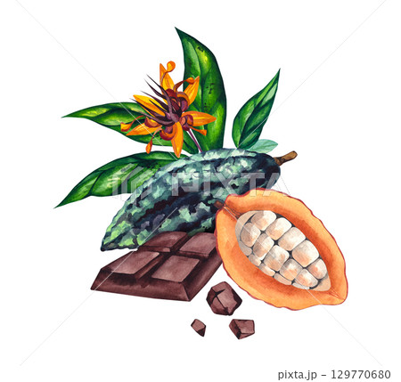 Watercolor plant cocoa beans chocolate cocoa powder isolated on white Watercolor plant cocoa beans chocolate cocoa powder isolated on white 129770680