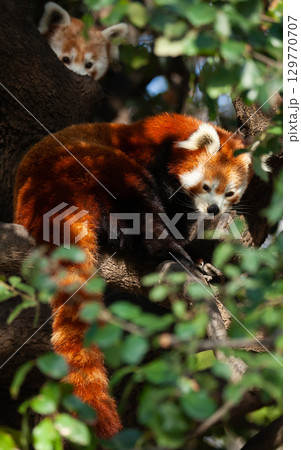 Red panda climbing tree Red panda climbing tree 129770707